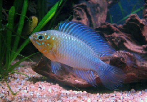 apisto_borelli_572