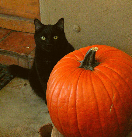 gatti neri e halloween