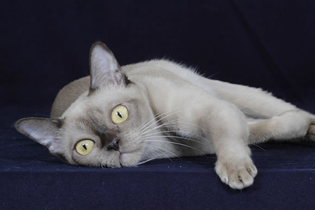 gatto burmese