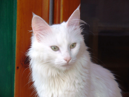 gatto d'angora