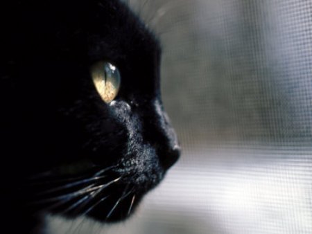 gatto nero foto 5