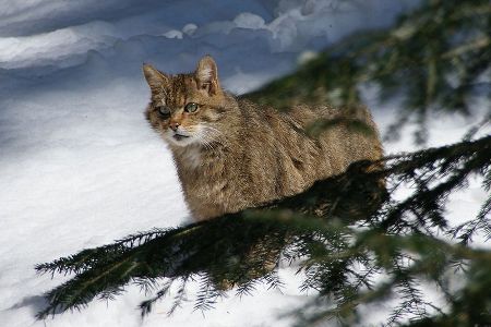 gatto selvatico europeo