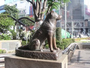 hachiko