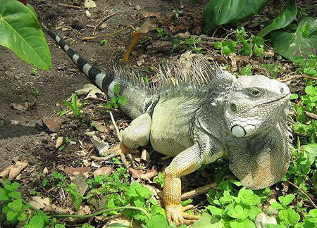 iguana