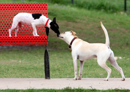 incontro due cani