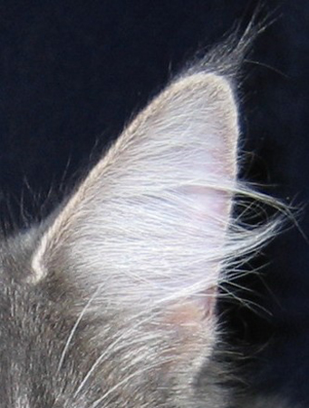 malattie orecchie gatto