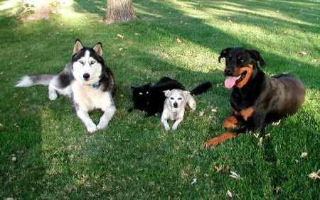 prevenzione tumori cani