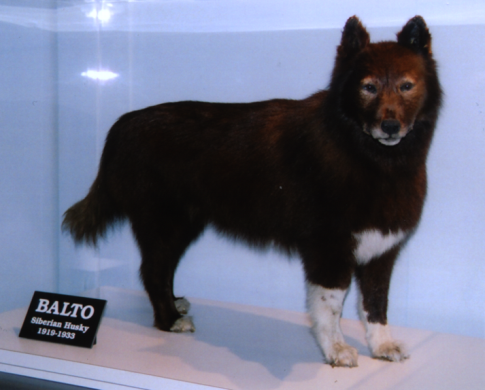 Balto