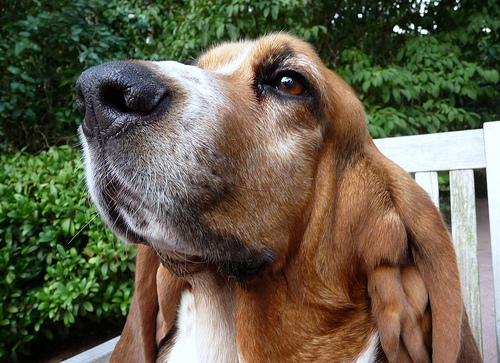 Basset Hound (4)