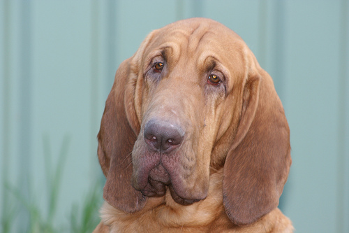 Bloodhound (5)