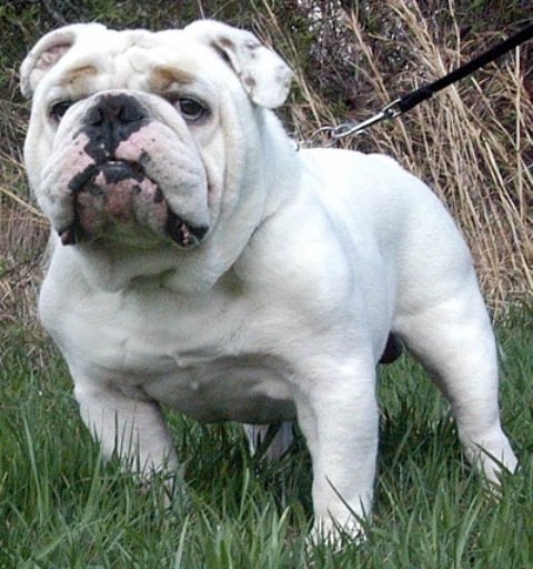 BulldogChampsBossWhiteEnglish