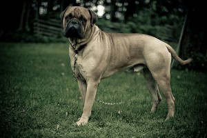 Bullmastiff