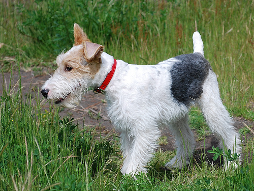 Fox Terrier (8)