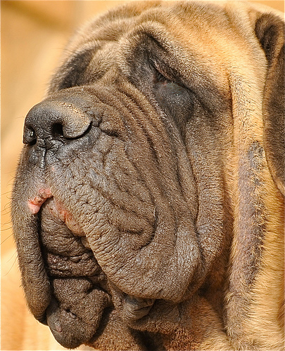 Mastiff