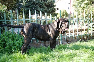 Mastino Napoletano