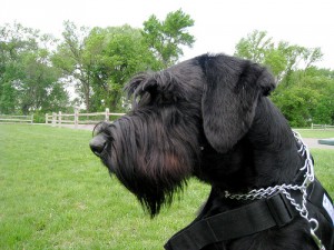 Schnauzer Gigante