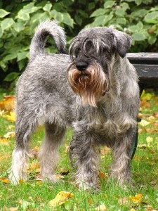 Schnauzer medio