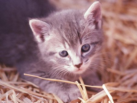 allevare un cucciolo