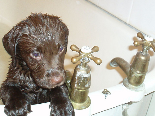 bagno cane