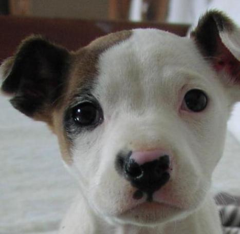 cagnolino