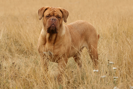 dogue de bordeaux