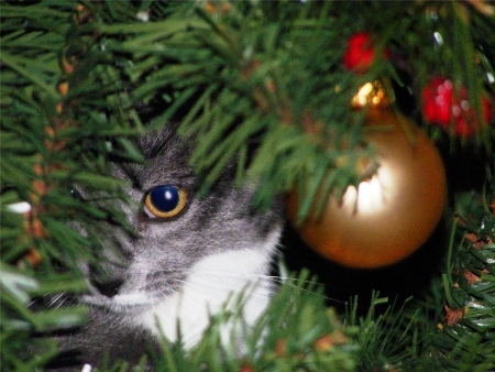 gatto albero di Natale