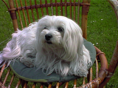 maltese