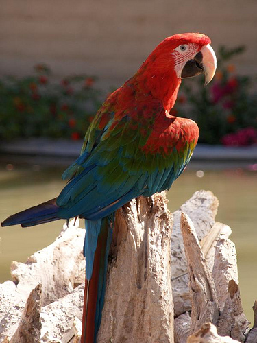 pappagalli (15)
