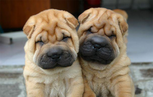 shar pei