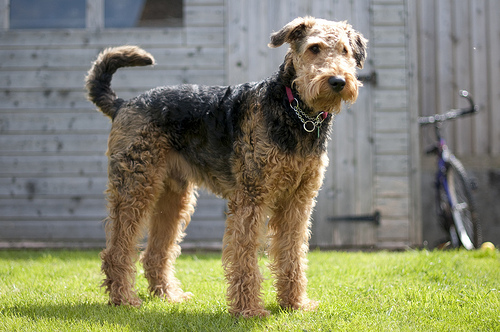 Airedale Terrier