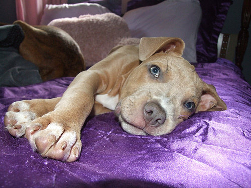 American Pit Bull Terrier (15)