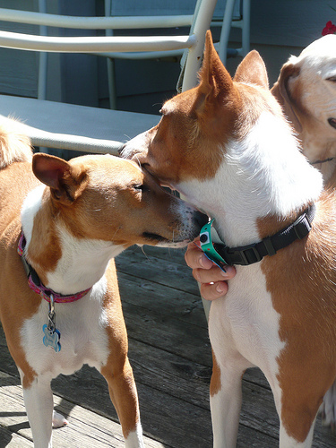 Basenji (7)