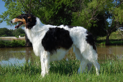 Borzoi (1)