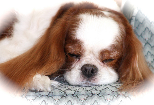 Cavalier King Charles Spaniel (7)