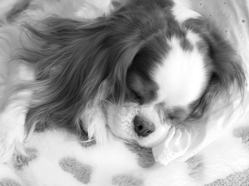 Cavalier King Charles Spaniel