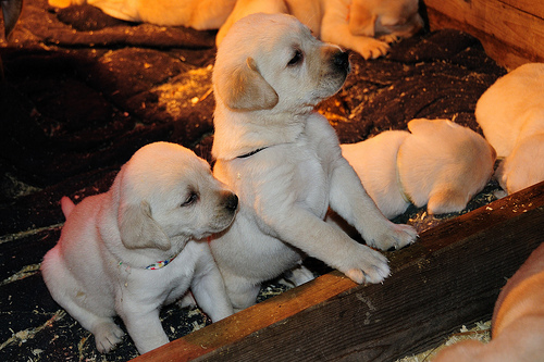 Labrador Retriever Una Galleria Di Cuccioli Tutto Zampe