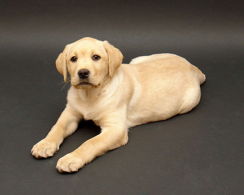 Labrador Retriever Una Galleria Di Cuccioli Tutto Zampe