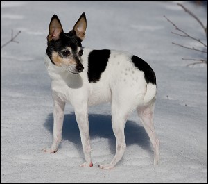 Toy Fox Terrier