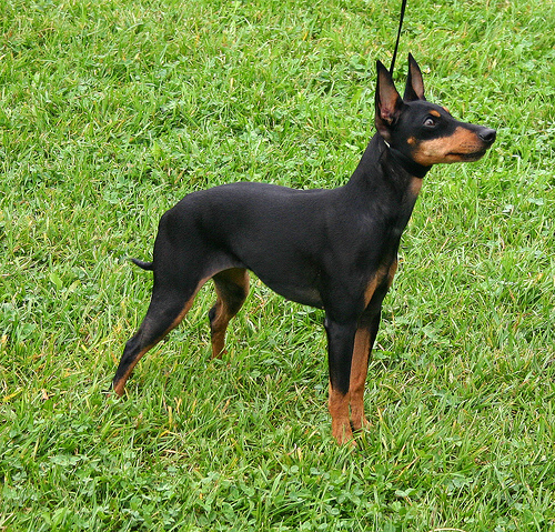 Toy Terrier