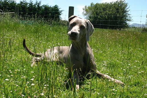 Weimaraner bis