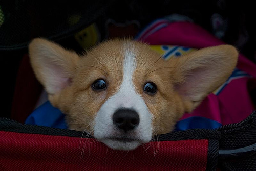 Welsh Corgi (1)