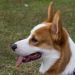 Welsh Corgi (2)