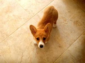 Welsh Corgi (3)