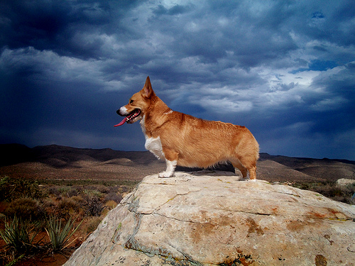 Welsh Corgi