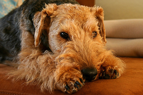 Welsh Terrier