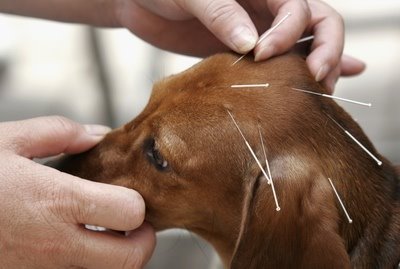agopuntura cani