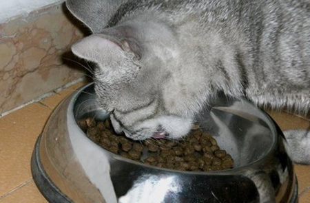 alimentazione gatto anziano