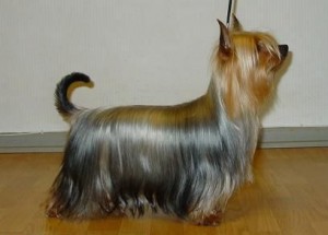 australian silky terrier