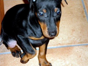 black and tan toy terrier