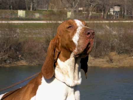 bracco italiano